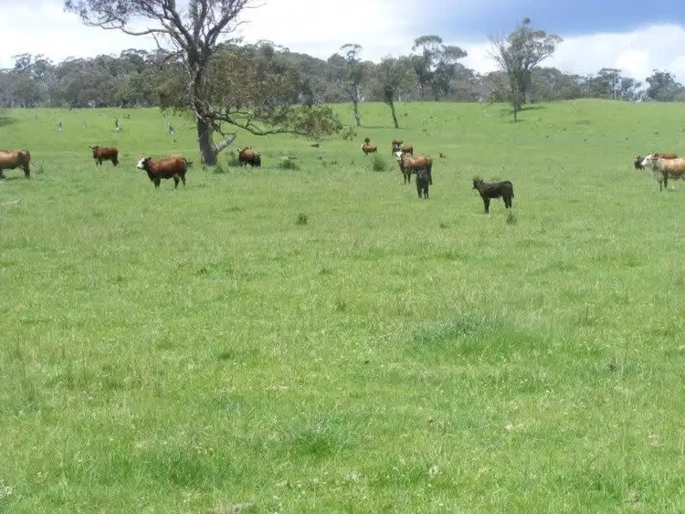 Second view of Homely rural property listing, "Mt Slow"/1057 Mount Slow Road, Glencoe NSW 2365