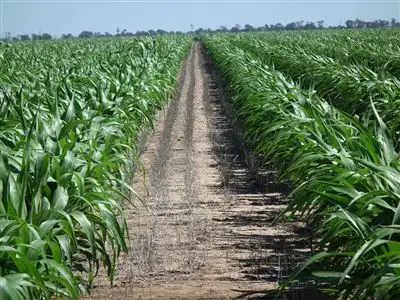 Main view of Homely rural property listing, 1340 Yulabilla Rd, Condamine QLD 4416