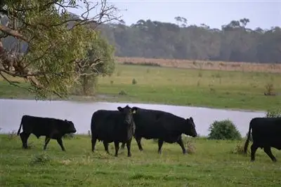 Sixth view of Homely rural property listing, 8359 Casterton-Apsley Road, Apsley VIC 3319