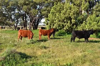 Seventh view of Homely rural property listing, * Miradong, Nyngan NSW 2825