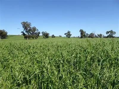Fourth view of Homely rural property listing, 4855 Riddoch Highway, Padthaway SA 5271