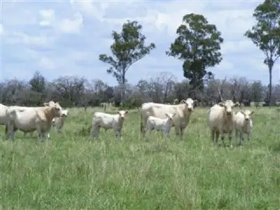 Main view of Homely rural property listing, 1337 Burncluth Hall Road, Burncluith QLD 4413