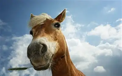 Main view of Homely rural property listing, 20 Burnside Road, Strathalbyn SA 5255