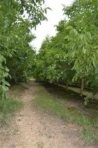 Third view of Homely rural property listing, 222 Koondrook West Rd, Koondrook VIC 3580