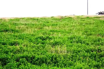 Third view of Homely rural property listing, sections/10,16,19 Hundred Coonarie, Warooka SA 5577