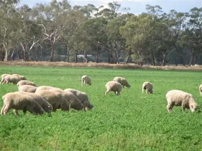 Main view of Homely rural property listing, 3 Lachlan Valley Way, Forbes NSW 2871