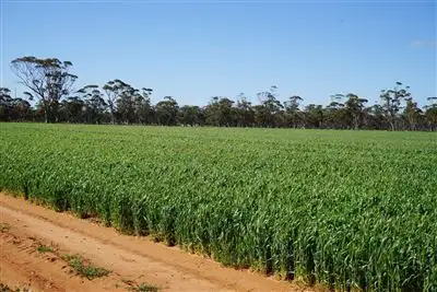 Lot 743 Grant Road, Bencubbin WA 6477