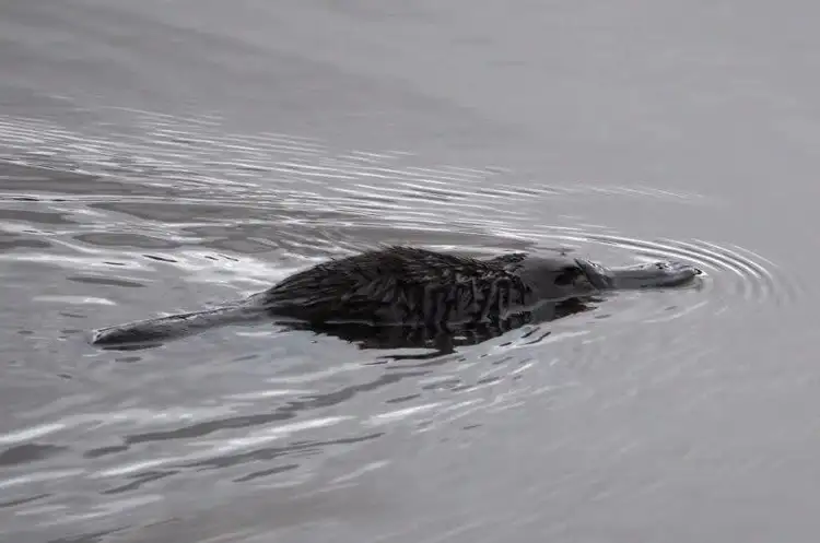 Sixth view of Homely rural property listing, 1956 Glen Legh Road, Glen Innes NSW 2370