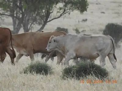 Sixth view of Homely rural property listing, Address available on request