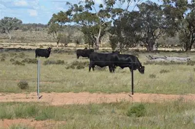 Third view of Homely rural property listing, * Currawalla, Condobolin NSW 2877