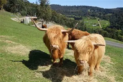 Fourth view of Homely house listing, 125 Swamp Road, Franklin TAS 7113