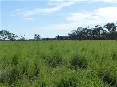 Sixth view of Homely rural property listing, . "Arapinta & Blackburn", Charleville QLD 4470