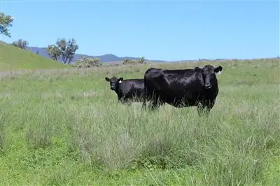 "Towarra" Towarra rd, Bingara NSW 2404