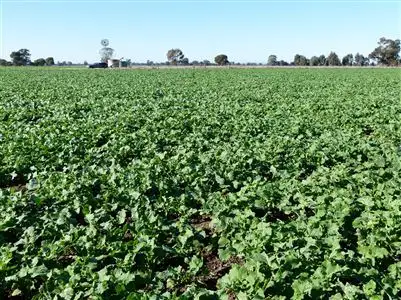 Fourth view of Homely rural property listing, . "Aspendale" Ferguson's Road, Corowa NSW 2646