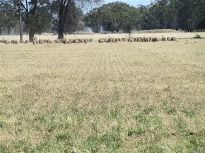 Fourth view of Homely rural property listing, 58 Manna Burcher Road, Forbes NSW 2871