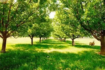 Second view of Homely rural property listing, 99 Rugby Road 'Lilstan', Dalton NSW 2581