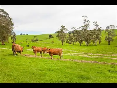 Seventh view of Homely rural property listing, 195 Sheffield Road, Neerim South VIC 3831
