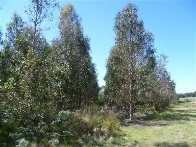 Sixth view of Homely rural property listing, 103ha Ansons Bay Road, St Helens TAS 7216