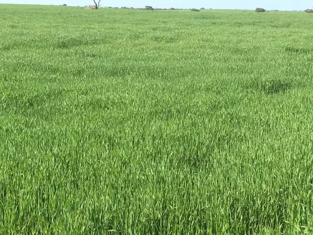 Fifth view of Homely rural property listing, Lot 132 Kepa Road, Murray Bridge SA 5253