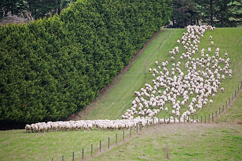 Main view of Homely rural property listing, 235 Mount Eccles Road, Mount Eccles VIC 3953