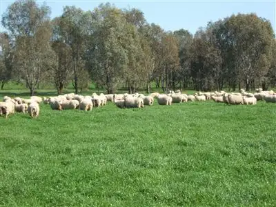 Seventh view of Homely rural property listing, 45 Diffeys Road, Springhurst VIC 3682