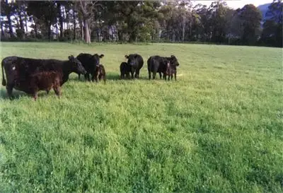 Sixth view of Homely rural property listing, 462 Cluan Road, Westbury TAS 7303