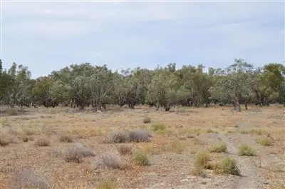 Fifth view of Homely rural property listing, * Newmans on the Darling, Tilpa, Cobar NSW 2835