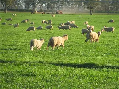 Sixth view of Homely rural property listing, . Wilsons Lane, Narromine NSW 2821