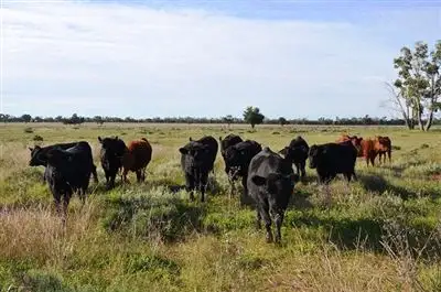 Main view of Homely rural property listing, * Miradong, Nyngan NSW 2825