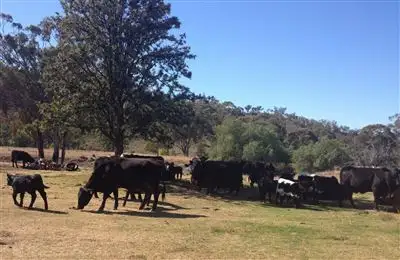 Fifth view of Homely rural property listing, UZONA NAMOI RIVER ROAD, Manilla NSW 2346