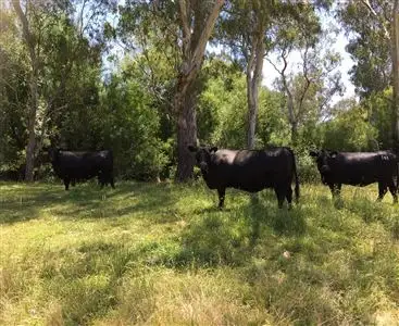 Main view of Homely rural property listing, 440 Whanregarwen Road, Alexandra VIC 3714