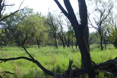 Seventh view of Homely rural property listing, " Windella, Nyngan NSW 2825