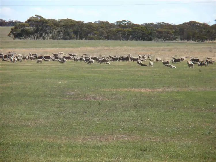 Fifth view of Homely rural property listing, 550 Nantuma Road, Warramboo SA 5650