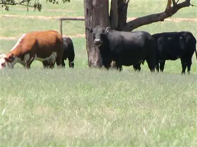 Seventh view of Homely rural property listing, 1 Wongabel, Adelargo Road, Grenfell NSW 2810