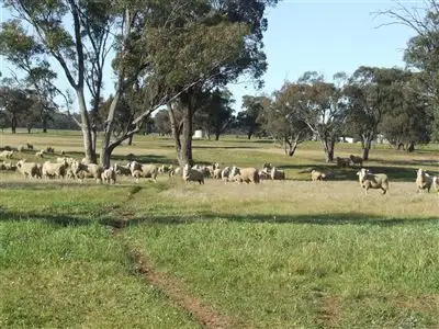 Sixth view of Homely rural property listing, "AFTON" 323 Donaldson's Road, Narrandera NSW 2700
