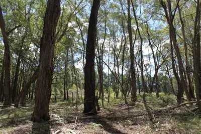 Seventh view of Homely rural property listing, Lot 2 Back Creek Road, Braidwood NSW 2622