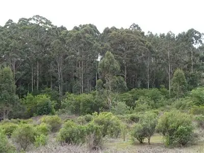 Third view of Homely rural property listing, 400 Roberts Road, Pemberton WA 6260