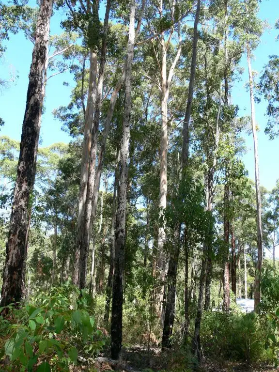 Second view of Homely land listing, 107 Titree Glen, Quinninup WA 6258
