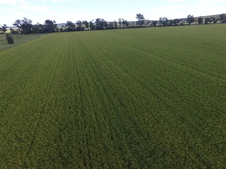 Seventh view of Homely rural property listing, 418 Keiths Lane, Forbes NSW 2871