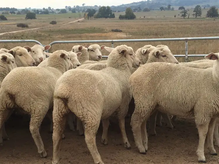 Fourth view of Homely rural property listing, Lot 85 Berrabangalo Creek Road, Gunning NSW 2581