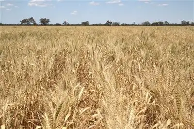 Second view of Homely rural property listing, 11677 Merri Merri Way, Coonamble NSW 2829