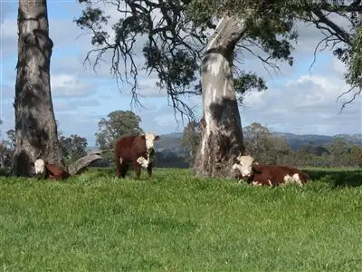Seventh view of Homely rural property listing, 250 Sheans Creek Road, Euroa VIC 3666