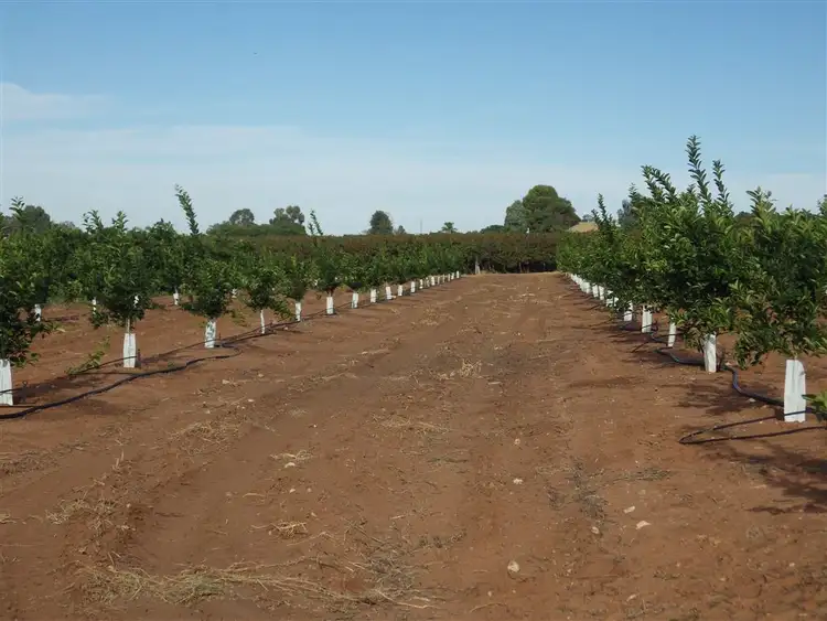 Fifth view of Homely rural property listing, 152 Farley, Kingston On Murray SA 5331