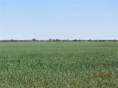 Main view of Homely rural property listing, * Tara Additional, Condobolin NSW 2877