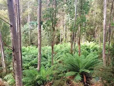 Lot 3 Bakers Creek Road, Lucaston TAS 7109