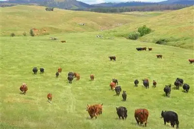 Second view of Homely rural property listing, Wongoonoo 100 Carabost Road, via, Wagga Wagga NSW 2650