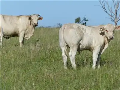 Second view of Homely rural property listing, . "Kia Ora", Injune QLD 4454