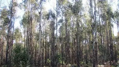 Sixth view of Homely rural property listing, 47.6ha Hodgetts Road, Rosevale TAS 7292