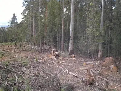 Sixth view of Homely rural property listing, 13175 Highland Lakes Road, Golden Valley TAS 7304