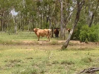 Third view of Homely rural property listing, . Cheltenham Station, Torrens Creek QLD 4816